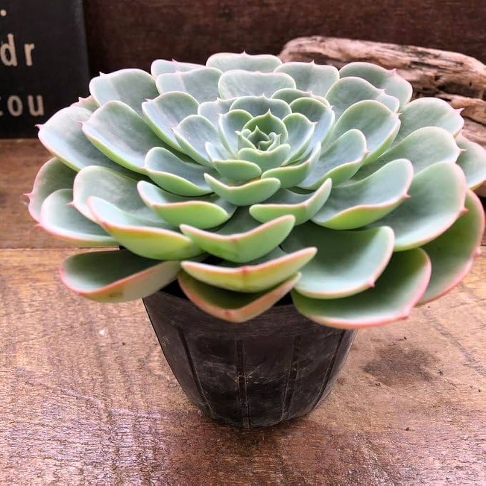 Amazon｜七福神 エケベリア 多肉植物 インテリア｜観葉植物 オンライン通販